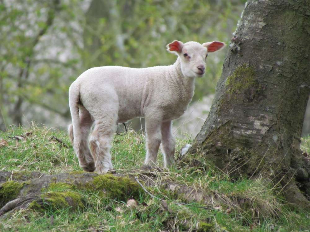 Agneau de lait aux cèpes