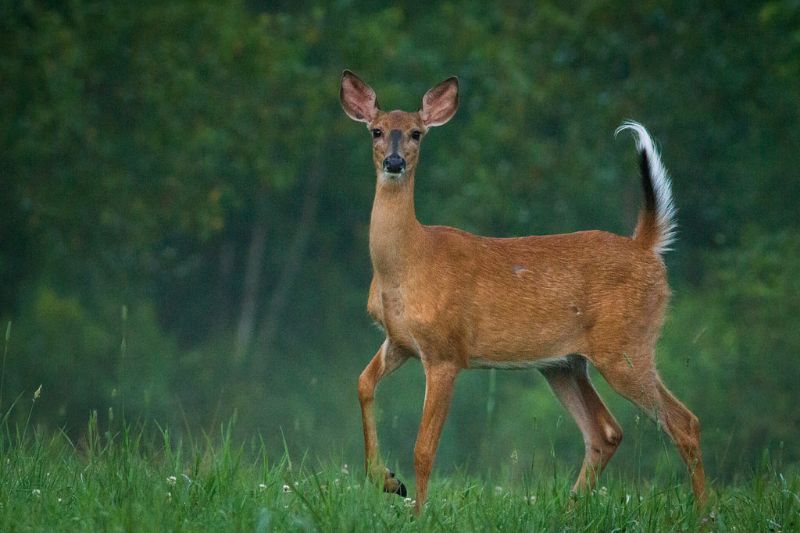 Filet de biche aux airelles