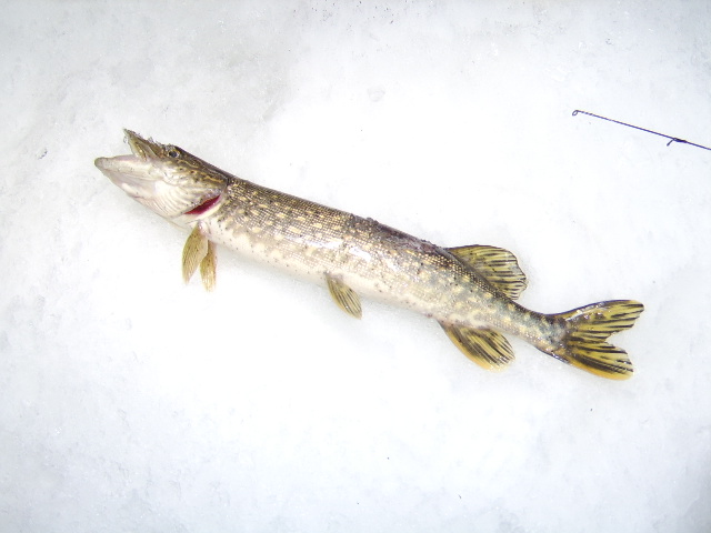 Brochet sauce au beurre blanc