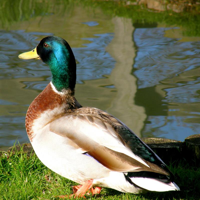 Canard colvert aux baies de cassis