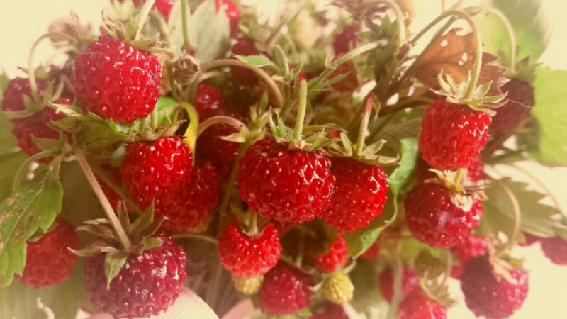 Tarte tropézienne aux fraises des bois