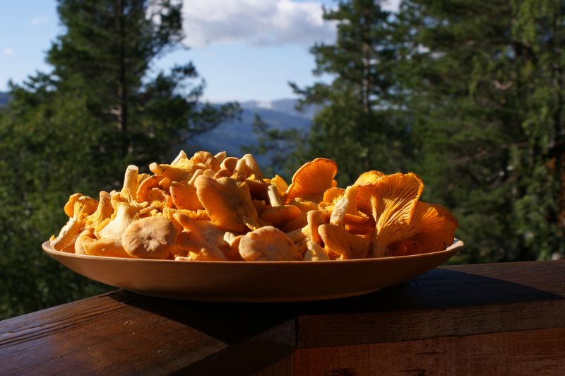 Girolles à la crème