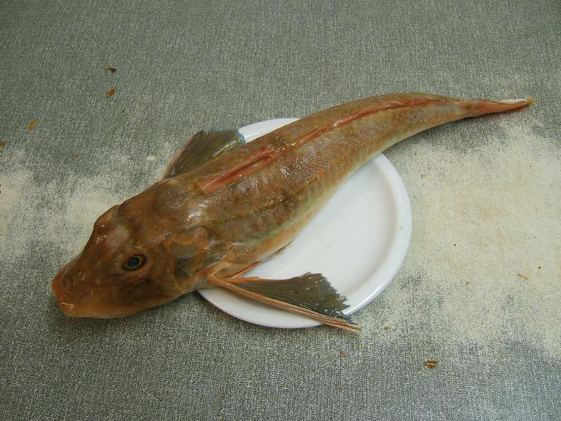 Grondins au vin blanc