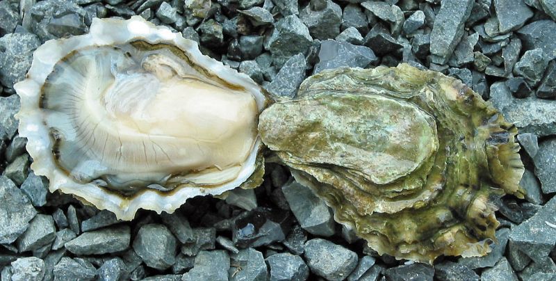 Huîtres en gelée d’eau de mer