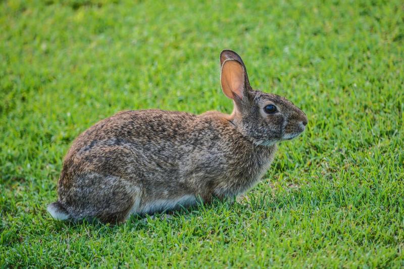 Lapin en gibelotte