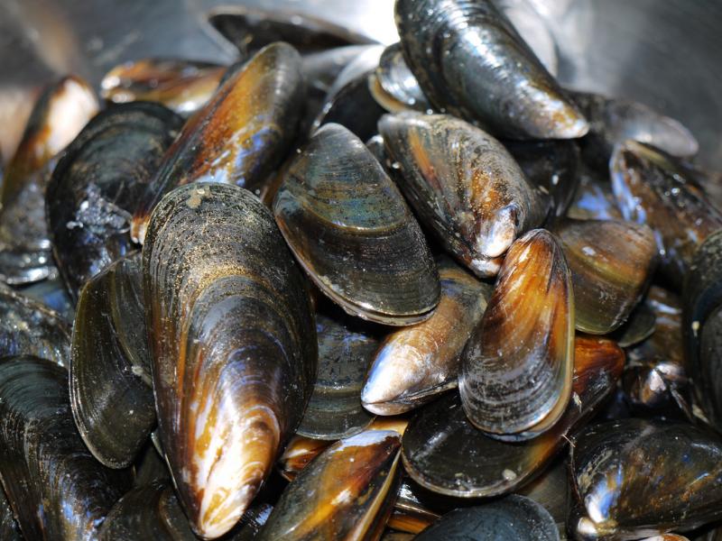 Moules au pistou