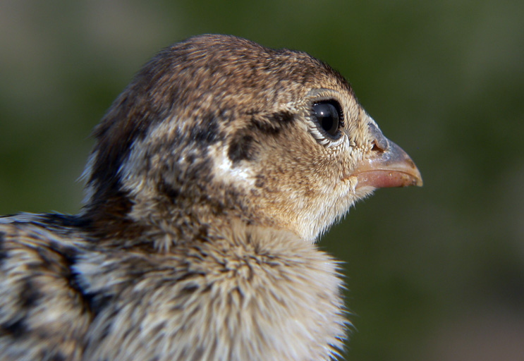 Perdreau aux airelles