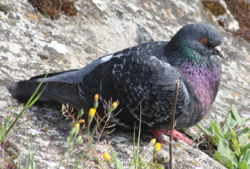 Pigeon farci aux champignons