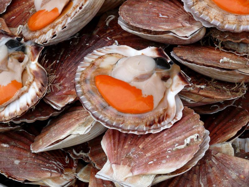 Coquilles Saint-Jacques à la provençale